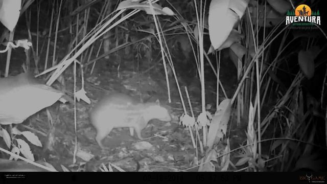 Como Instalar uma Câmera de caça - Paca смотреть онлайн