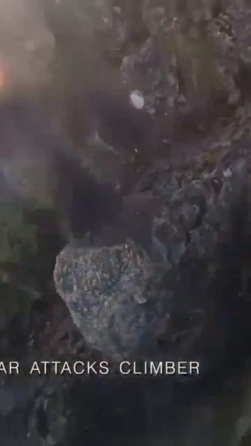 Нападение Медведя на альпиниста в Японии. #shorts #животные #новости #shorts смотреть онлайн