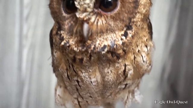 Scops Owl is tiny and adorable