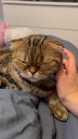 Шотландская вислоухая кошка 🐱