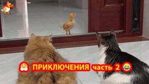 Приключения цыпленка с кошками 😹🐤❣️ часть 2
