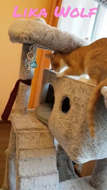 БРИЛЛИАНТЫ И АЛМАЗЫ😍Смешные коты | Lustige Katzen | Милые котята | Забавные кошки| Funny cute cats смотреть онлайн