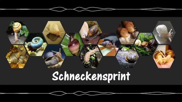 Schneckensprint#04 - Lissachatina fulica: DIE Afrikanische Riesenschnecke смотреть онлайн