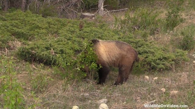 Amazing Physical Appearance and Coat Color on Grizzly Bear смотреть онлайн