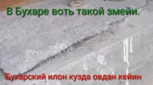 Anakonda Uzbekistonda ovdan so'ng. Узбекистан змея после осенний охоты Анаконда боласи