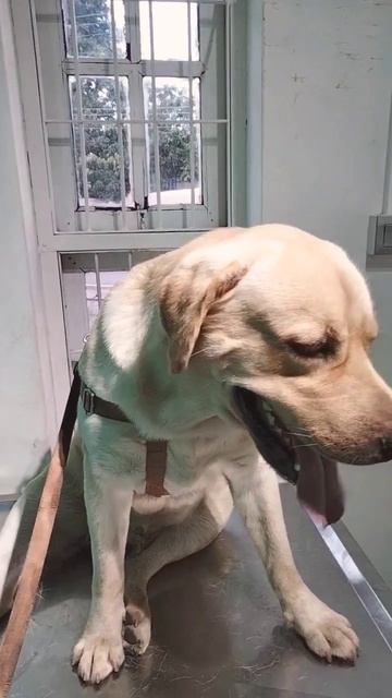 Meet my vet 🐕👩⚕🐶 #labrador #dog #doglover смотреть онлайн