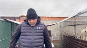 Спасённая собака Адель каждый раз пересчитывает своих малышей