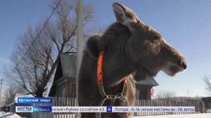 Сохатая красавица милее котёнка: лосиха растопила сердца закалённых морозами кузбасских рыбаков