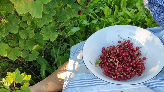 Сбор красной смородины. Моменты,которые приносят счастье. #сад