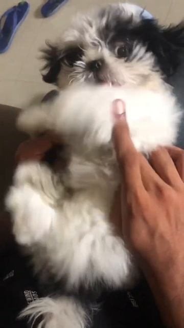 Belly Massage time🐶 | shihtzupuppies| milolittlestories #shihtzupuppies смотреть онлайн