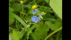 городские цветы#боярский#цветы#город