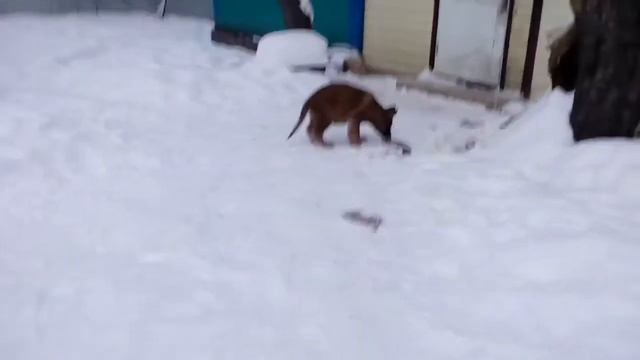 Урал от Тренированных Псов - Часть 2 смотреть онлайн