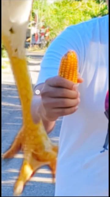 Apa❗Dikejar Ayam Kampung Raksass❗Begini Cara Buatnya❗#editing #tutorial смотреть онлайн