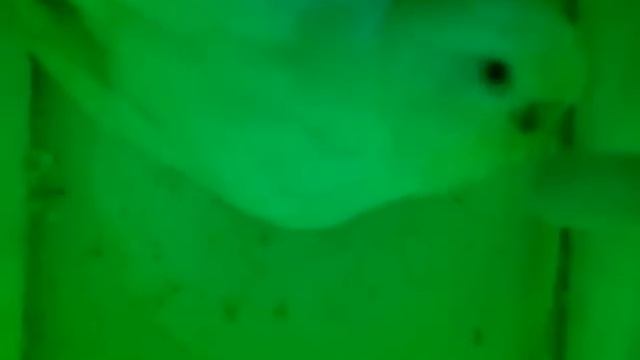 ВОЛНИСТЫЕ ПОПУГАИ ЧАСТЬ 2 2013 09 29 11 32 52 смотреть онлайн