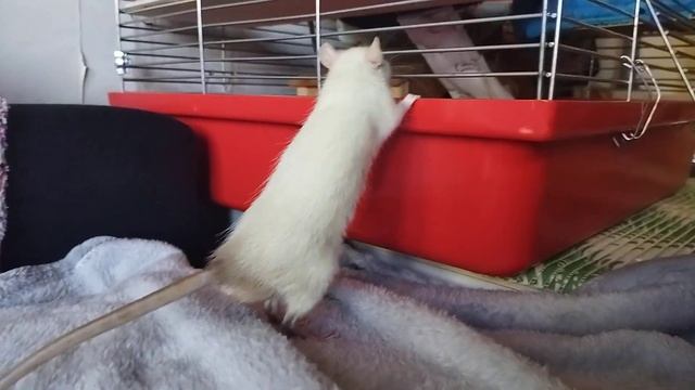 Первое знакомство крыс #моилюбимки #ЛистикКексикМишутка#животные #твимз #ratslove #крысы смотреть онлайн