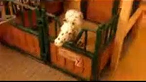 Обзор на конюшню шляйх