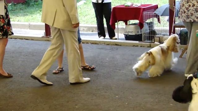 Курск-2012 Кобели класс чемпионов смотреть онлайн