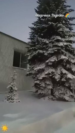 Елочки 🌲 в снегу ❄️ красота!