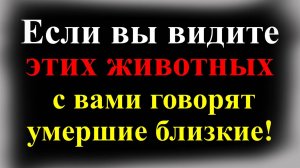 Если вы видите животных, с вами говорят умершие близкие