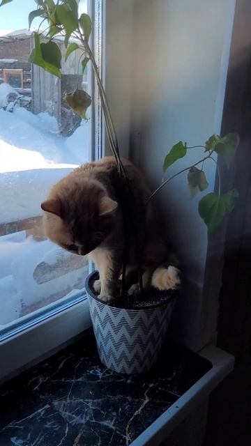 КОТЫ ЛЮБИМОЕ МЕСТЕЧКО ГРАЧИ ПРИЛЕТЕЛИ смотреть онлайн