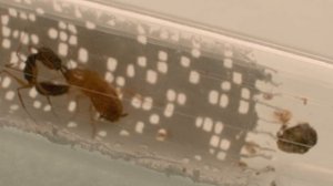 Odontomachus rixosus