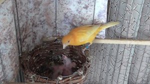 Канарейка кормит птенцов