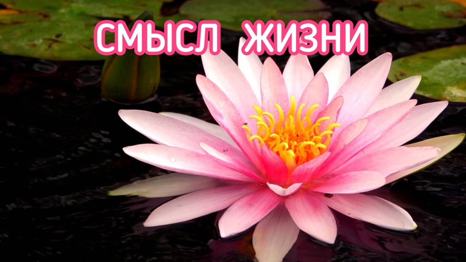 СМЫСЛ ЖИЗНИ / ПОСЛАНИЯ ВЫСШЕГО РАЗУМА