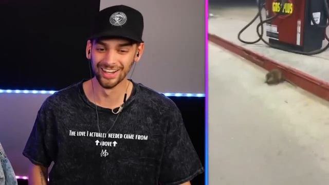 Самые Смешные Животные в Интернете! смотреть онлайн