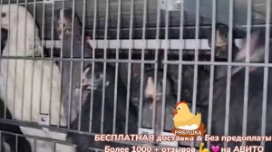 Куры молодки несушки с бесплатной доставкой возрастом 3,5-4месяца от компании Рябушка!