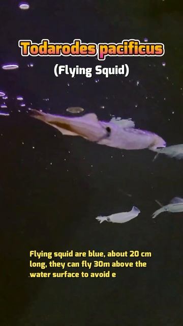 Top 5 Animals that can FLY well even though they are NOT BIRDS! 😍 смотреть онлайн