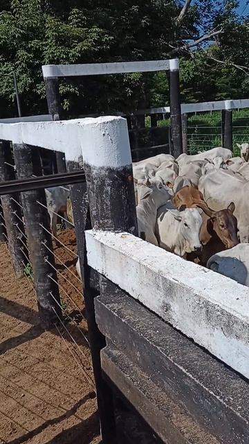 Vacada Nelore смотреть онлайн