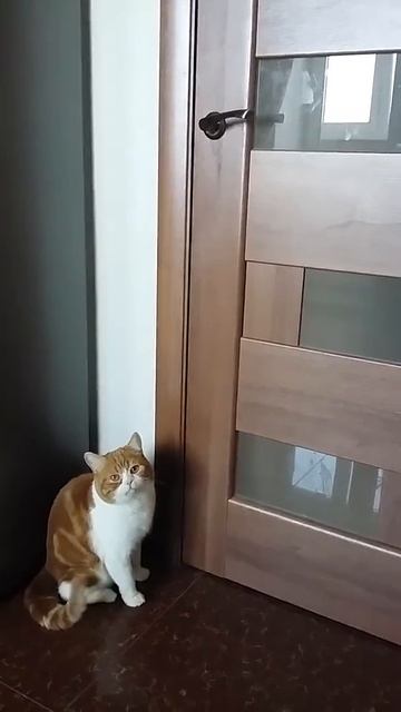 Шотландский кот Лева откроет сам любую дверь смотреть онлайн