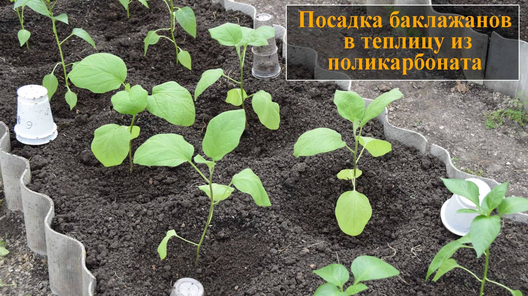 Посадка баклажанов в теплицу из поликарбоната
