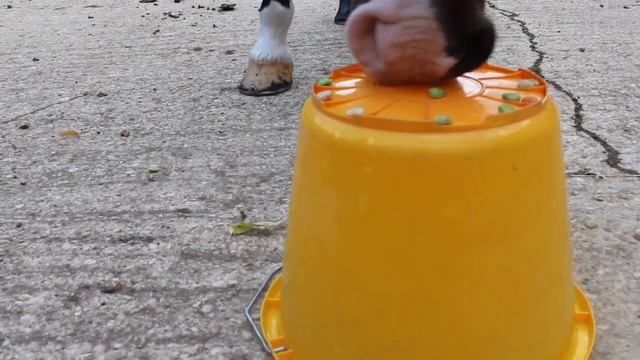 Likit Brand Ambassador entry 2019/2020 Olive de Courcy - Ireland смотреть онлайн