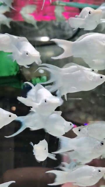 Моллинезия Баллон лирохвостая Платина смотреть онлайн