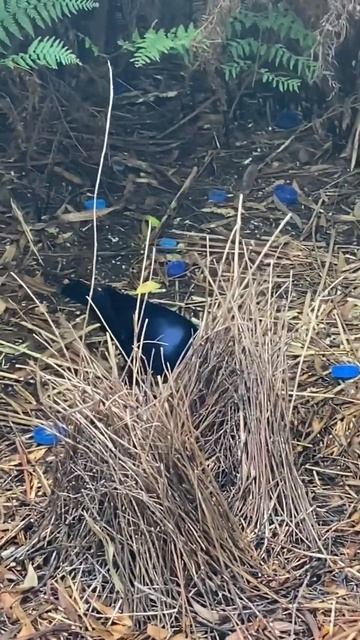 Satin Bowerbird Male смотреть онлайн