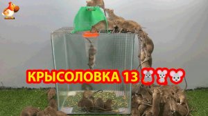 Крысоловка вариант 13 🐀 Как сделать крысоловку своими руками и поймать кучу крыс 🐀🐁🐀
