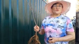 Маакия Амурская. Сажаем на Урале.