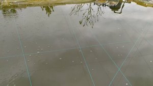 Форель в пруду