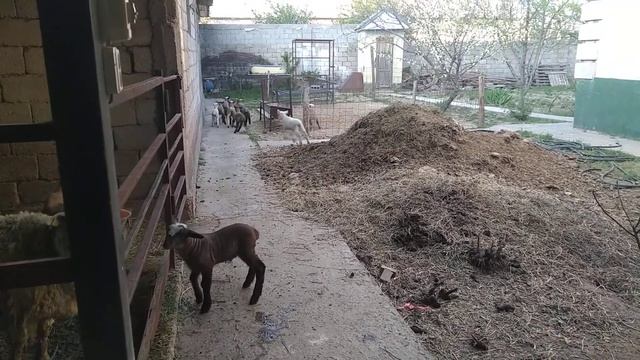 Гемпшир қозылар смотреть онлайн