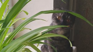 наш питомец