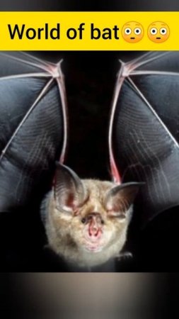 The  world of bat#shorts #2024 #interestingfacts  |Wildlife Notice|