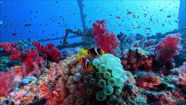 Красное море.Июнь 2023