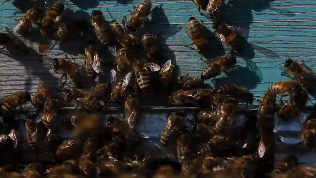 Пчелы. Первые часы на воле смотреть онлайн