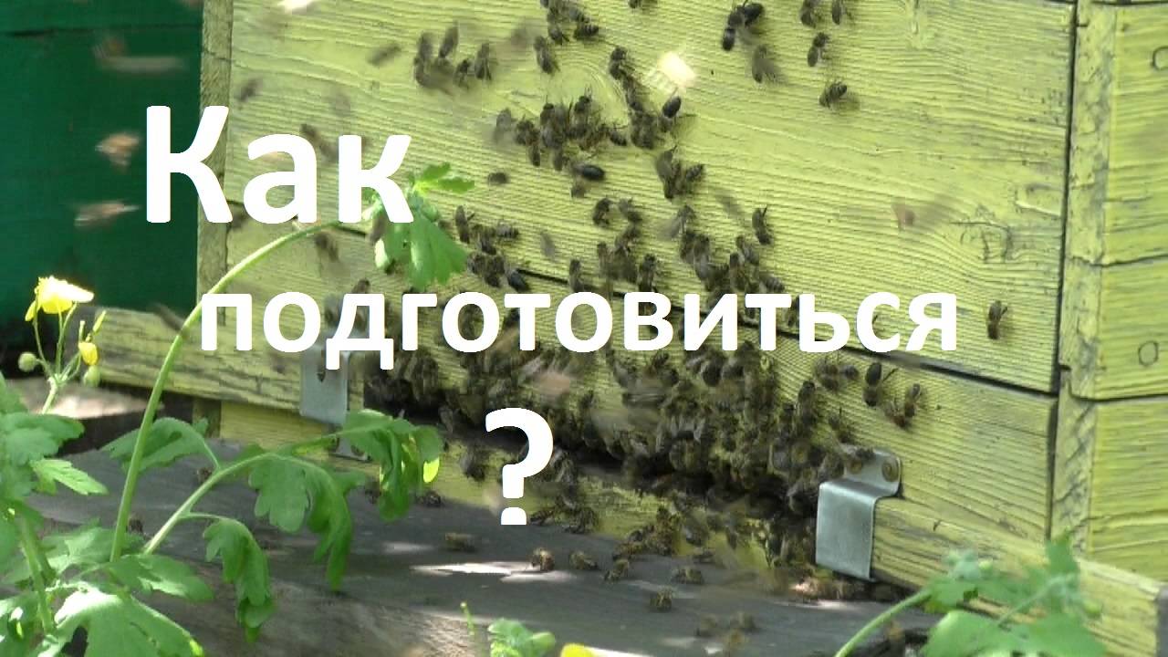 Чтобы не упустить главный медосбор смотреть онлайн