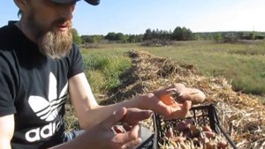 Лёгкий способ посадки картофеля в мульчу