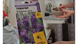Что же у меня на стеллаже...Сеем лаванду🪻Обзор на черенки дихондры и вербейника.09 января 2025 год