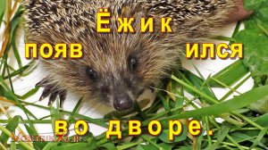 Ёжик появился во дворе