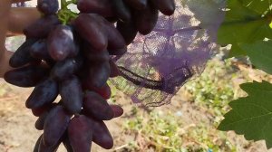 Новая ультра ранняя форма кишмиш 5 августа 2024. Виноградник Щереденкова В.А..mp4