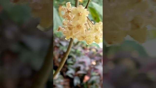 Hoya Erythrina Flower With A Drop Of Nectar